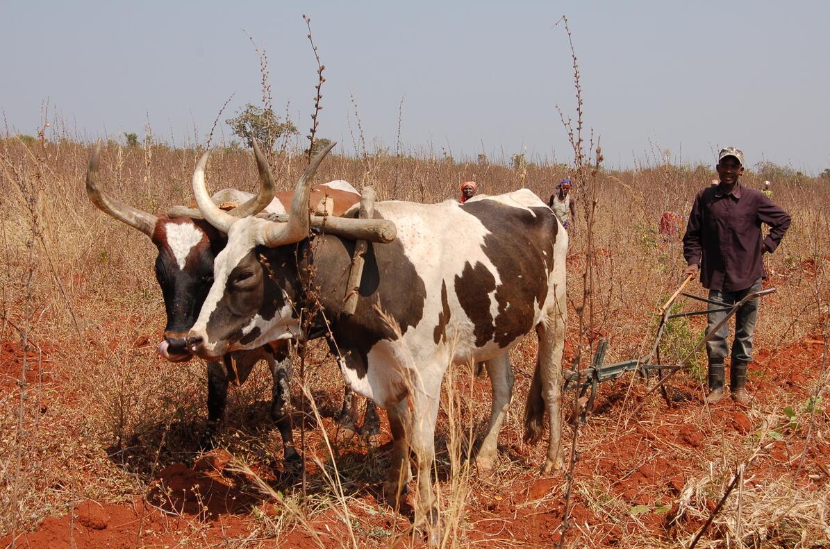Bulls are used to plow a potato near Bongo in Angola.