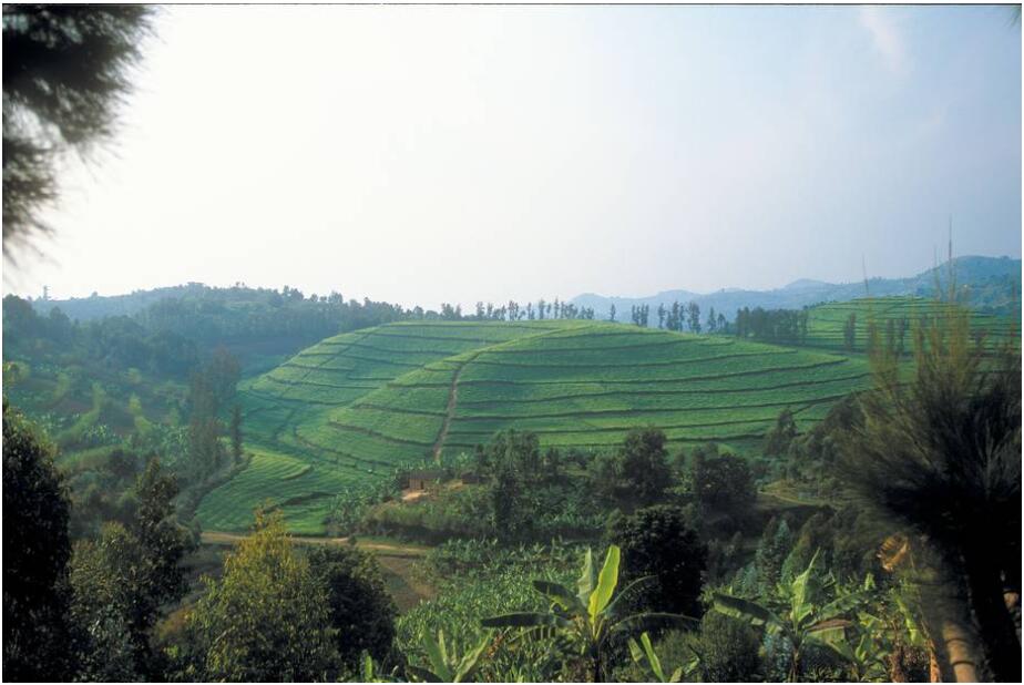 Rwanda Agriculture
