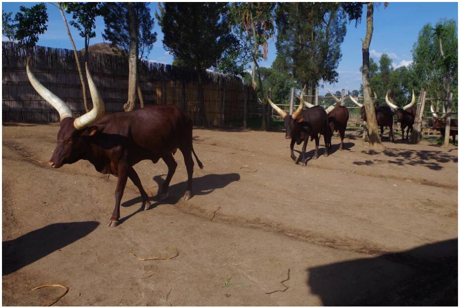 Rwanda Livestock